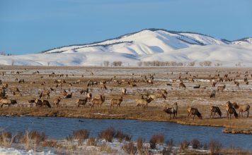 WYOMING BEGINS CREATING FEEDGROUNDS MANAGEMENT PLAN