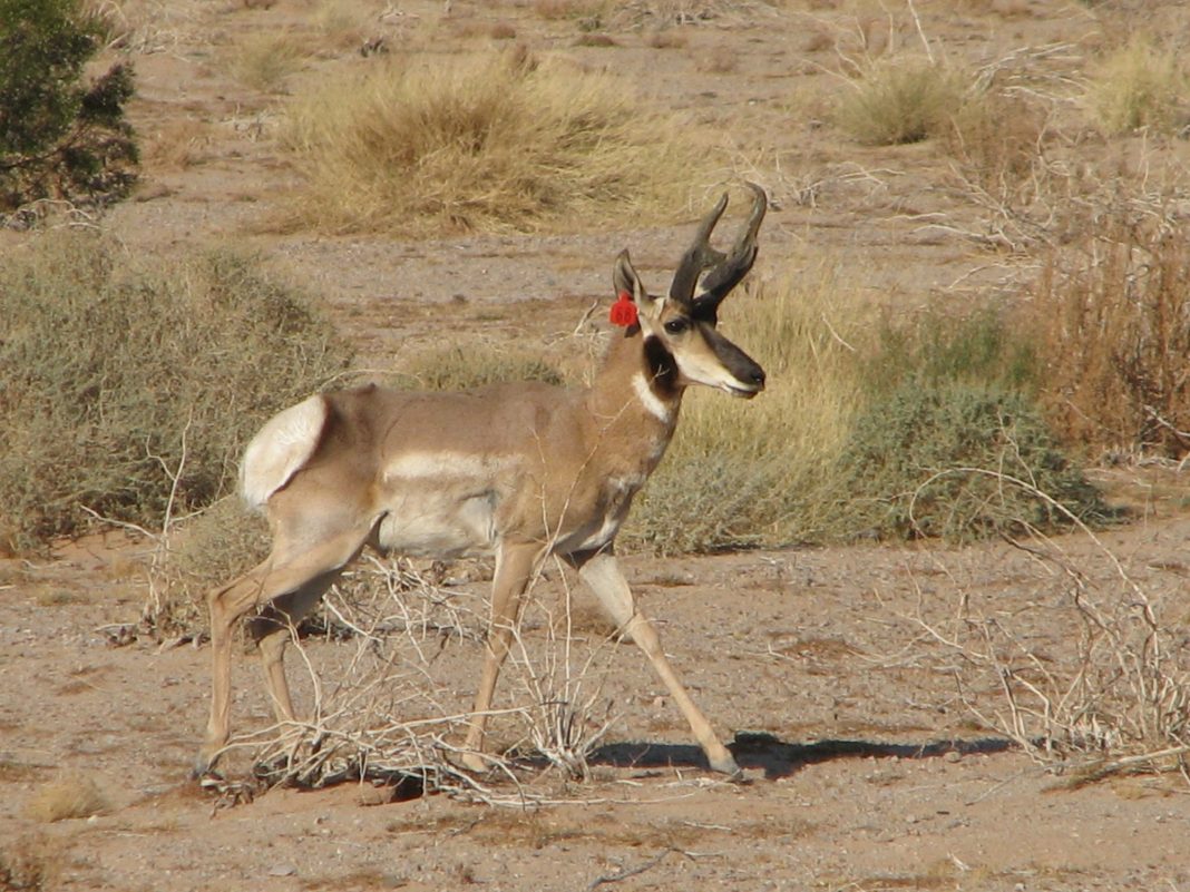 ARIZONA SENDS SONORAN PRONGHORN BACK TO MEXICO