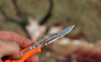 Field dressing a pronghorn