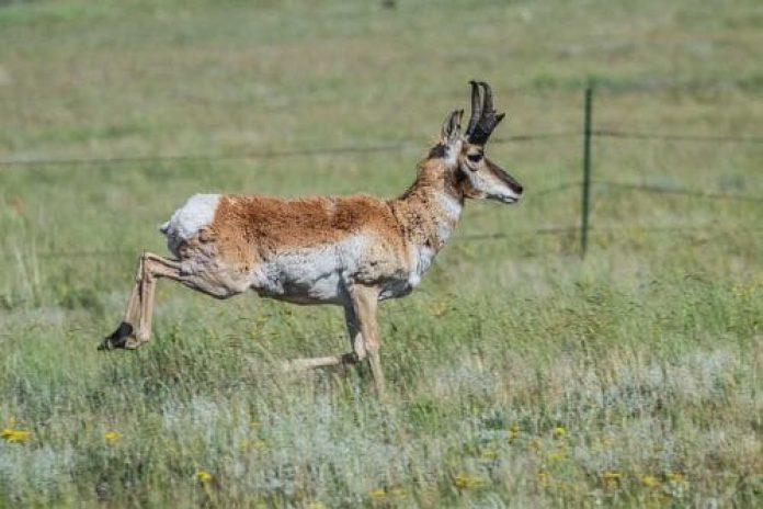 Pronghorn Speed - History Of The American Antelope 