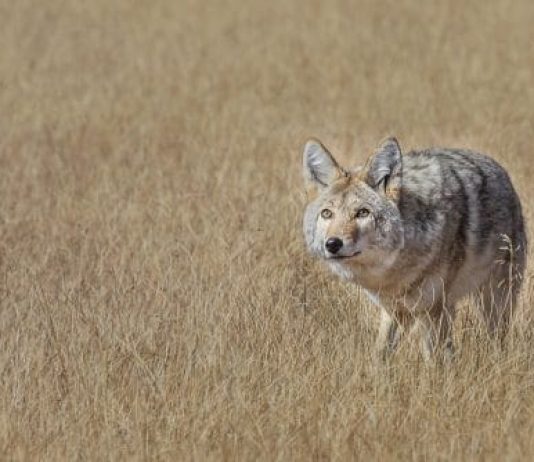 CYANIDE AND COYOTES