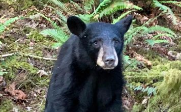 CUB KILLED AFTER PEOPLE FED TOOK SELFIES