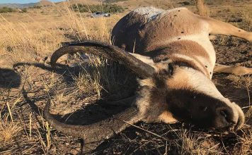 UTAH PRONGHORN ILLEGALLY KILLED