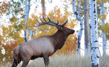 UTAH BIG GAME PERMITS GO ON SALE JULY 12TH