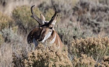 57 PERCENT INCREASE PRONGHORN