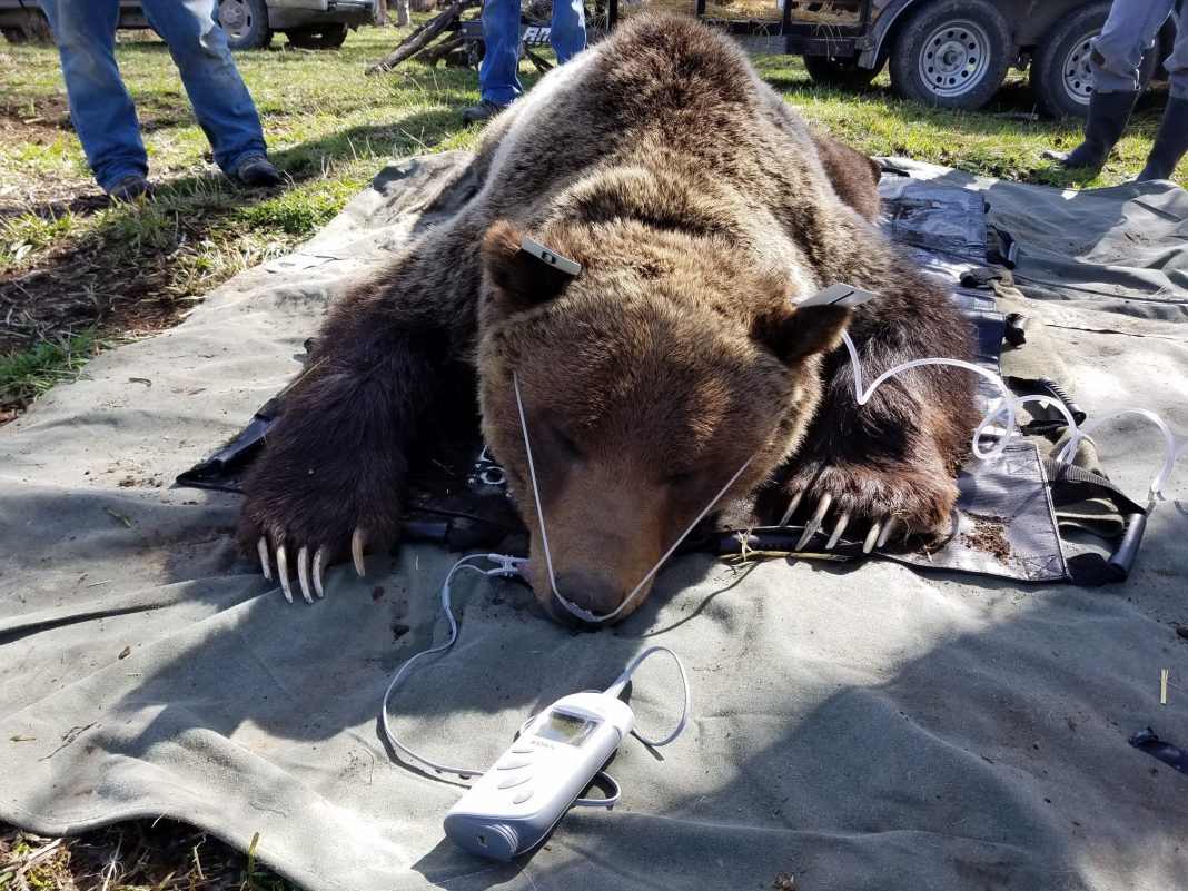 GRIZZLY WREAK HAVOC MONTANA CATTLE RANCHES