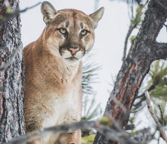 UTAH DWR NO LONGER RELOCATING URBAN DEER