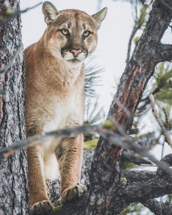 Mountain Lion Poaching Yellowstone 