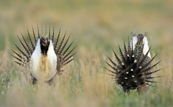 NORTH DAKOTA GETS $12.5 MILLION FOR WILDLIFE