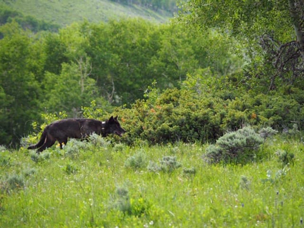 TWO WOLF SIGHTINGS NORTHERN COLORADO | EHUNTR