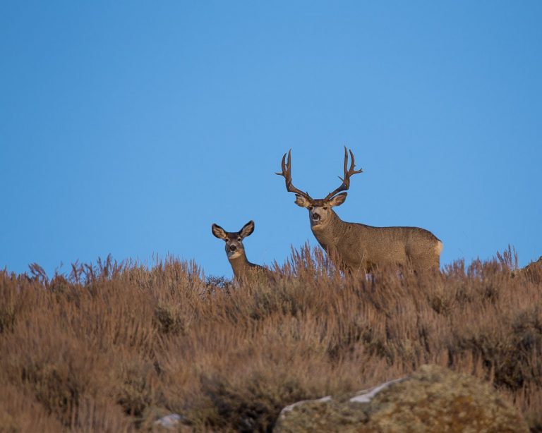 COLORADO'S NEW HUNTING SEASON DATES EHUNTR