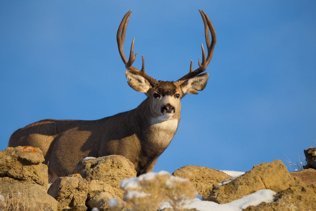 TROPHY MULE DEER POACHED IN UTAH | EHUNTR