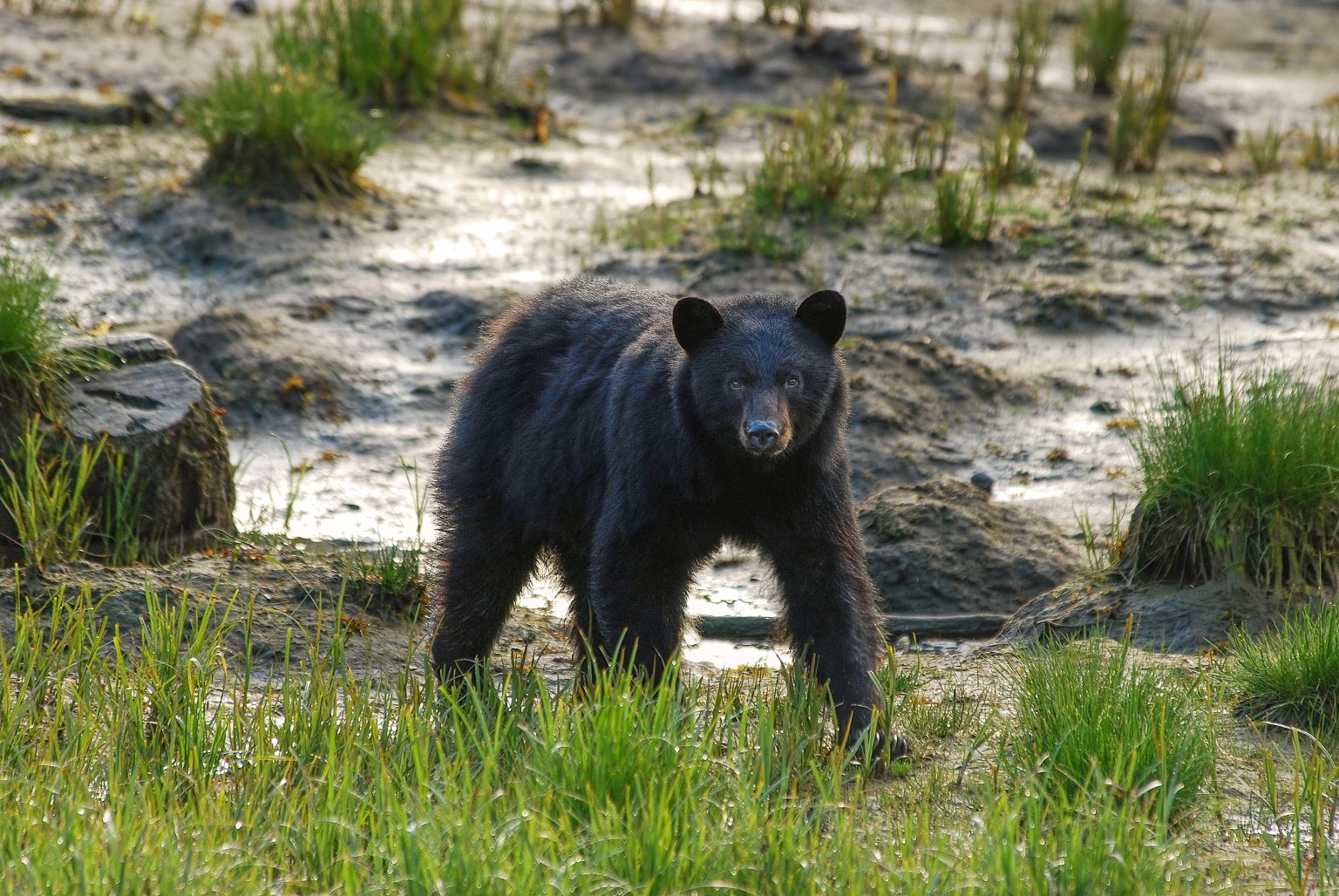 BEAR HUNTING APPROVED IN NORTH CAROLINA EHUNTR