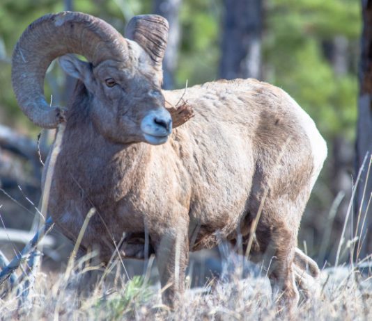 SOUTH DAKOTA BIGHORN SHEEP CONSERVATION