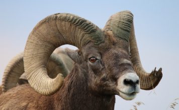 MONTANA BIGHORN MANAGEMENT PUBLIC COMMENT PERIOD