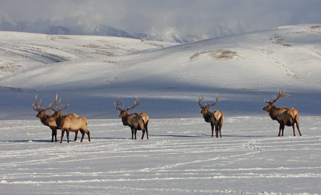 WYOMING ELK TESTS POSITIVE FOR CWD