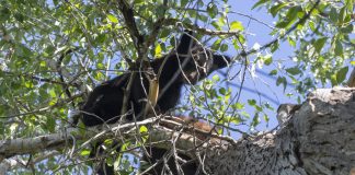 BEAR KILLED BREAKING INTO HOME