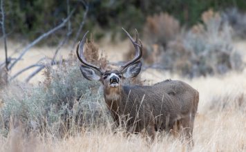 NEW ARIZONA HUNTING OPPORTUNITIES