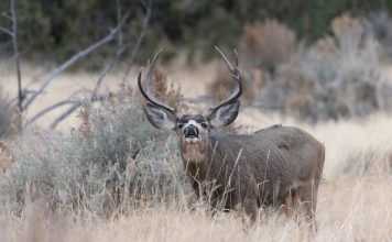 PRIZES FOR CWD TESTING IN WYOMING