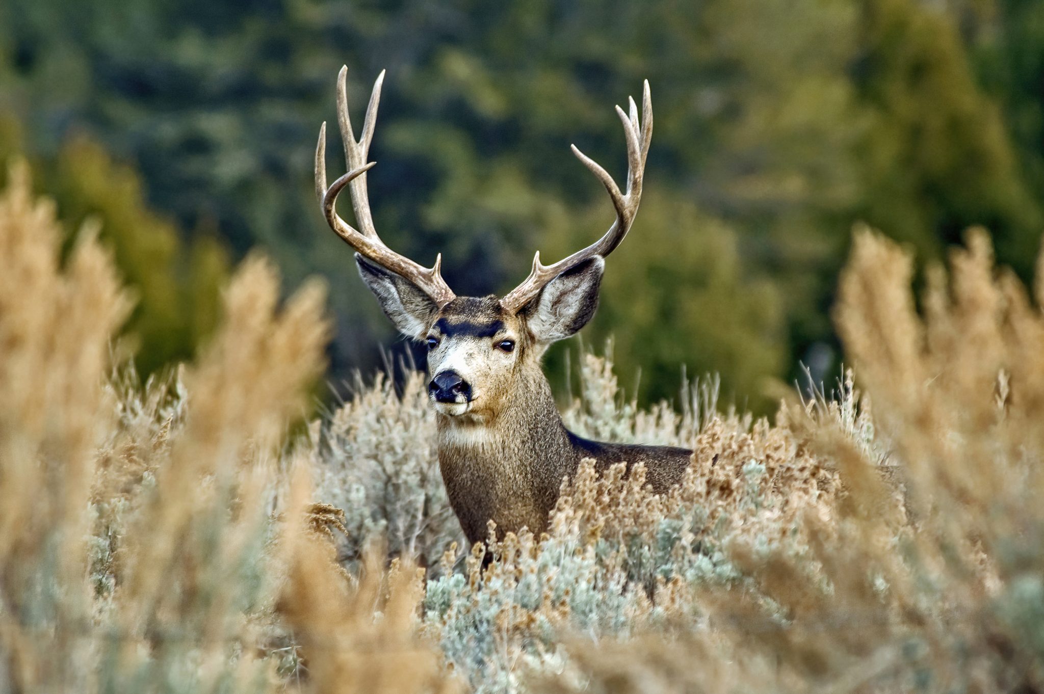 UTAH WILDLIFE BOARD APPROVES PRICE INCREASES | EHUNTR