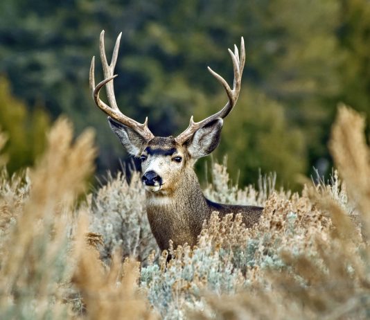 HUNTING BILL FAILS IN NEW MEXICO