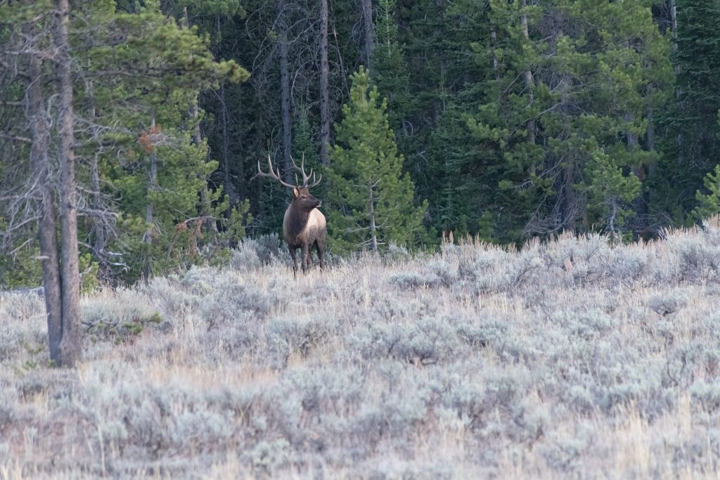 MONTANA PROPOSES CHANGES TO ELK SEASONS EHUNTR