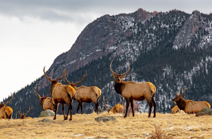 SAVE COLORADO RESIDENT ARCHERY HUNTS