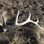 WYOMING SHED SEASON CHANGES