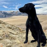 Top 10 Hunting Dogs