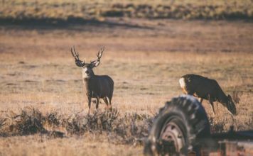 WYOMING'S LICENSE CHANGES