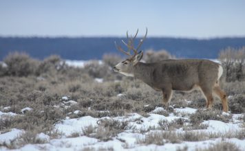 113 DEER POACHED IN WYOMING