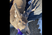 DEER ILLEGALLY KILLED NEAR BOISE