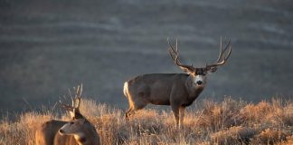 THE BEST MULE DEER CARTRIDGES