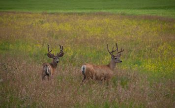 UTAH DWR PROPOSES DEER TAG REDUCTIONS