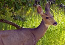 WYOMING MULE DEER TRACKING EXPANDS