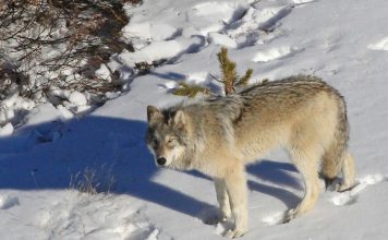 MONTANA RELEASES NEW WOLF PROPOSAL