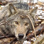 MINNESOTAN WOLVES RECORDED FISHING