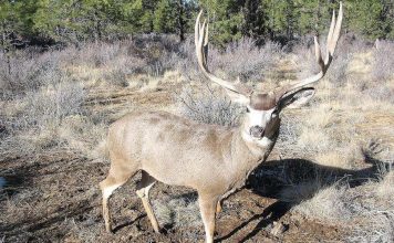 OREGON USES DEER DECOYS TO CATCH POACHERS