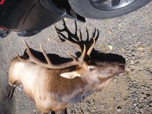 OREGON HUNTER KILLED BY WOUNDED ELK