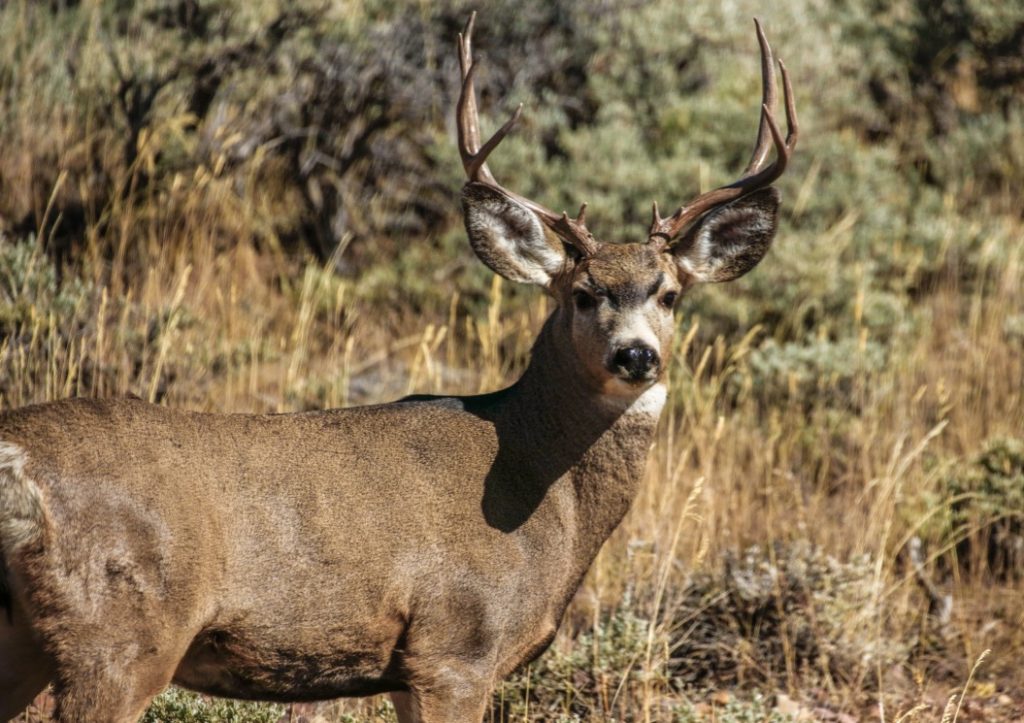 MULE DEER POACHED IN BOISE IDAHO | EHUNTR