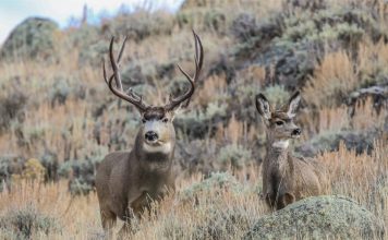 DEER IN UTAH REACH RECORD NUMBERS