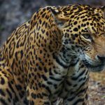 JAGUARS COULD BE REINTRODUCED TO US SOUTHWEST