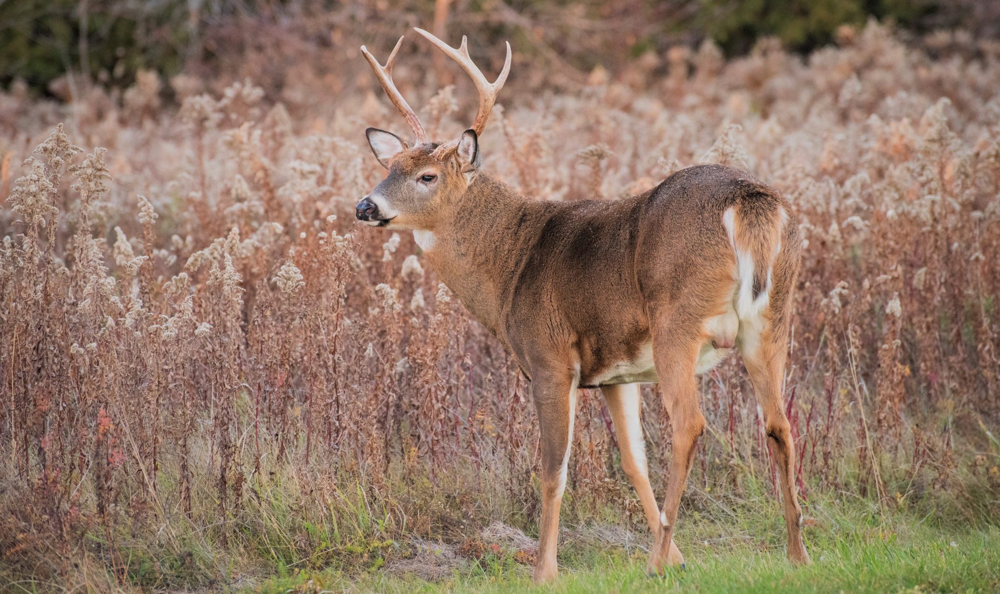 DEER FARMS TO BE MANAGED BY DNR | EHUNTR