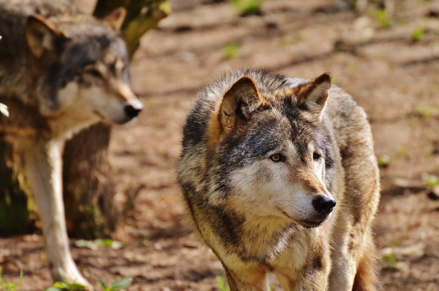 TWO MEXICAN GRAY WOLVES POACHED IN ARIZONA | EHUNTR