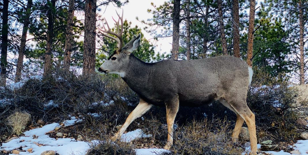 IDAHO TO REDUCE HUNTING OPPORTUNITIES