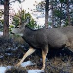 IDAHO TO REDUCE HUNTING OPPORTUNITIES