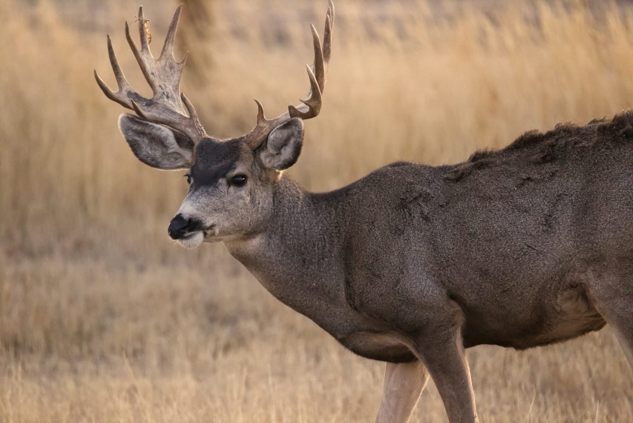 2020 NORTH DAKOTA DEER HUNTING SUCCESS | EHUNTR