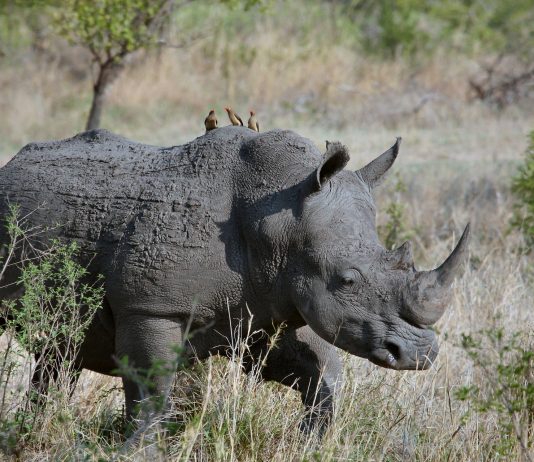 Africa's Wildlife Conservation Dilemma