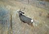 UTAH HUNTERS ENCOURAGED TO HAVE DEER CHECKED