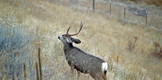 UTAH HUNTERS ENCOURAGED TO HAVE DEER CHECKED